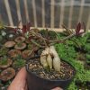Monadenium Rubellum, real gallery image #2 plants. Picture taken directly from kaktus.id community Monadenium farmer green houses.