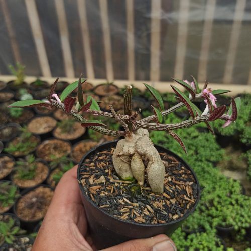 Monadenium Rubellum, real gallery image #1 plants. Picture taken directly from kaktus.id community Monadenium farmer green houses.