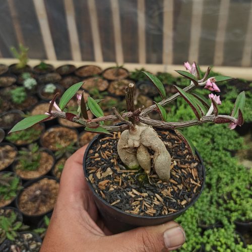 Monadenium Rubellum, real gallery image #4 plants. Picture taken directly from kaktus.id community Monadenium farmer green houses.