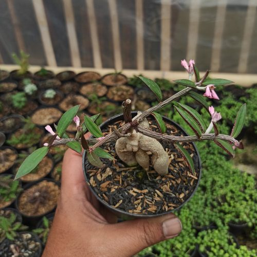 Monadenium Rubellum, real gallery image #3 plants. Picture taken directly from kaktus.id community Monadenium farmer green houses.