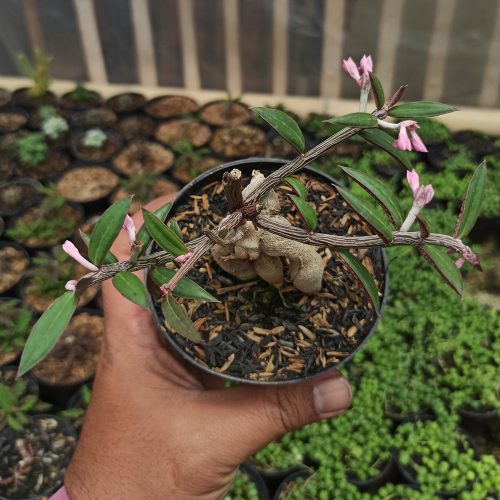 Monadenium Rubellum, real gallery image #5 plants. Picture taken directly from kaktus.id community Monadenium farmer green houses.