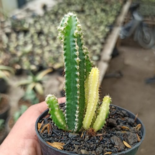 Acanthocereus Tetragonus ‘Fairy Castles’ – Fairy Castle Cactus Variegated, real gallery image #1 plants. Picture taken directly from kaktus.id community Acanthocereus farmer green houses.