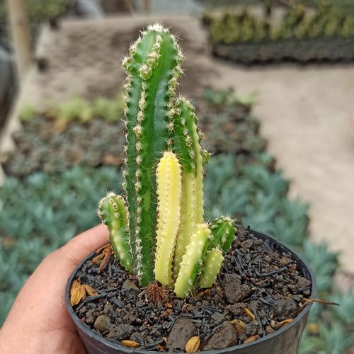 Acanthocereus Tetragonus ‘Fairy Castles’ – Fairy Castle Cactus Variegated, real gallery image #2 plants. Picture taken directly from kaktus.id community Acanthocereus farmer green houses.