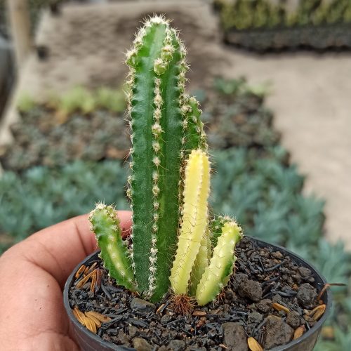 Acanthocereus Tetragonus ‘Fairy Castles’ – Fairy Castle Cactus Variegated, real gallery image #4 plants. Picture taken directly from kaktus.id community Acanthocereus farmer green houses.