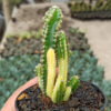Acanthocereus Tetragonus ‘Fairy Castles’ – Fairy Castle Cactus Variegated, real gallery image #3 plants. Picture taken directly from kaktus.id community Acanthocereus farmer green houses.