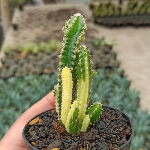 Acanthocereus Tetragonus ‘Fairy Castles’ – Fairy Castle Cactus Variegated, real gallery image #5 plants. Picture taken directly from kaktus.id community Acanthocereus farmer green houses.