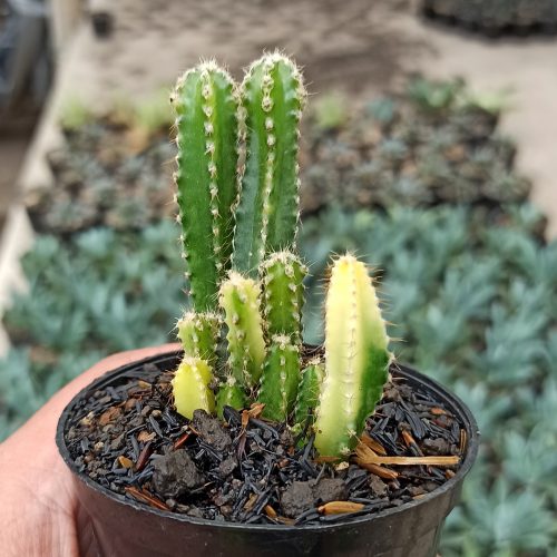 Acanthocereus Tetragonus ‘Fairy Castles’ – Fairy Castle Cactus Variegated, real gallery image #6 plants. Picture taken directly from kaktus.id community Acanthocereus farmer green houses.