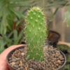 Opuntia Erinacea Var. Ursina 'Hairy Old Man', real gallery image #1 plants. Picture taken directly from kaktus.id community Opuntia farmer green houses.