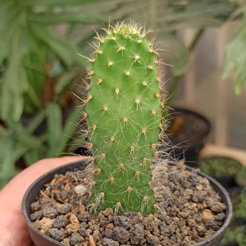 Opuntia Erinacea Var. Ursina 'Hairy Old Man', real gallery image #1 plants. Picture taken directly from kaktus.id community Opuntia farmer green houses.