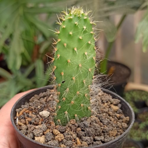 Opuntia Erinacea Var. Ursina 'Hairy Old Man', real gallery image #2 plants. Picture taken directly from kaktus.id community Opuntia farmer green houses.