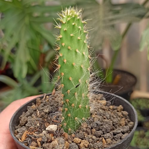 Opuntia Erinacea Var. Ursina 'Hairy Old Man', real gallery image #3 plants. Picture taken directly from kaktus.id community Opuntia farmer green houses.