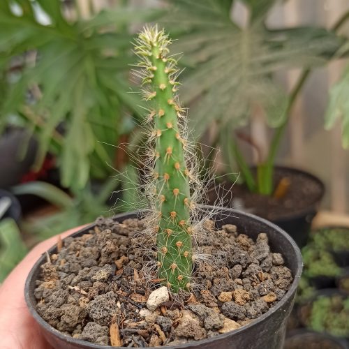 Opuntia Erinacea Var. Ursina 'Hairy Old Man', real gallery image #4 plants. Picture taken directly from kaktus.id community Opuntia farmer green houses.