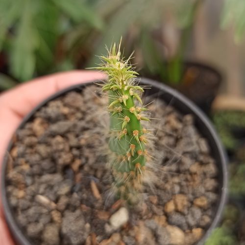 Opuntia Erinacea Var. Ursina 'Hairy Old Man', real gallery image #5 plants. Picture taken directly from kaktus.id community Opuntia farmer green houses.