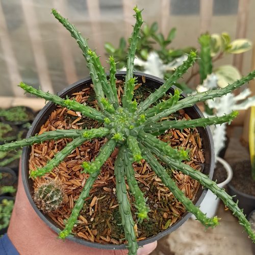 Euphorbia Caput-medusae, real gallery image #5 plants. Picture taken directly from kaktus.id community Euphorbia farmer green houses.