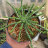 Euphorbia Caput-medusae, real gallery image #3 plants. Picture taken directly from kaktus.id community Euphorbia farmer green houses.