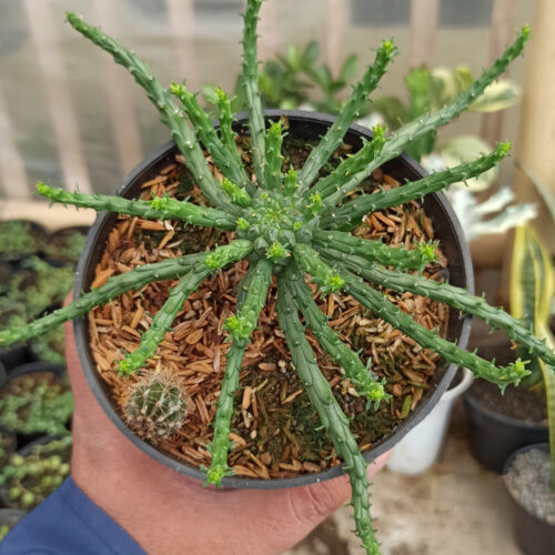 336. Euphorbia Caput-medusae ( Appendix II – Special Permit Needed* )