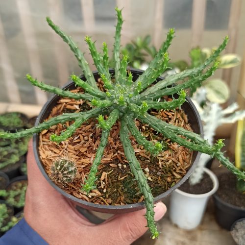 Euphorbia Caput-medusae, real gallery image #2 plants. Picture taken directly from kaktus.id community Euphorbia farmer green houses.