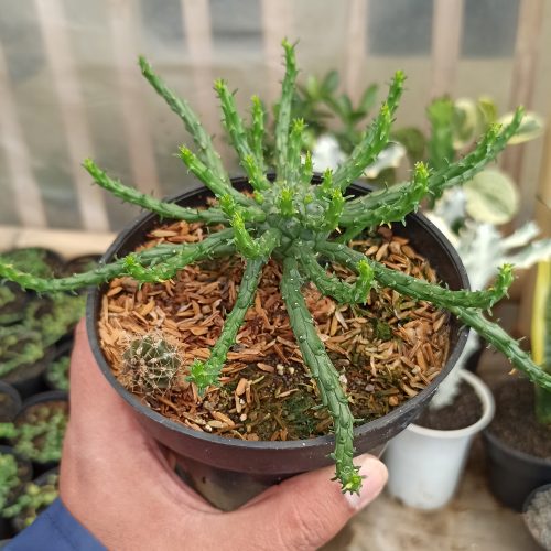 Euphorbia Caput-medusae, real gallery image #4 plants. Picture taken directly from kaktus.id community Euphorbia farmer green houses.