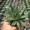 Aristaloe Aristata 'lace Aloe', real gallery image #2 plants. Picture taken directly from kaktus.id community Aristaloe farmer green houses.