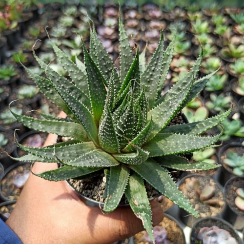 Aristaloe Aristata 'lace Aloe', real gallery image #3 plants. Picture taken directly from kaktus.id community Aristaloe farmer green houses.