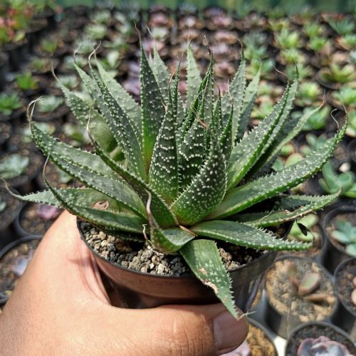Aristaloe Aristata 'lace Aloe', real gallery image #4 plants. Picture taken directly from kaktus.id community Aristaloe farmer green houses.