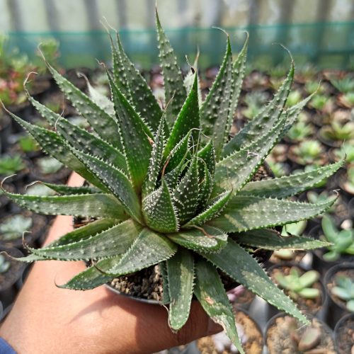 Aristaloe Aristata 'lace Aloe', real gallery image #5 plants. Picture taken directly from kaktus.id community Aristaloe farmer green houses.