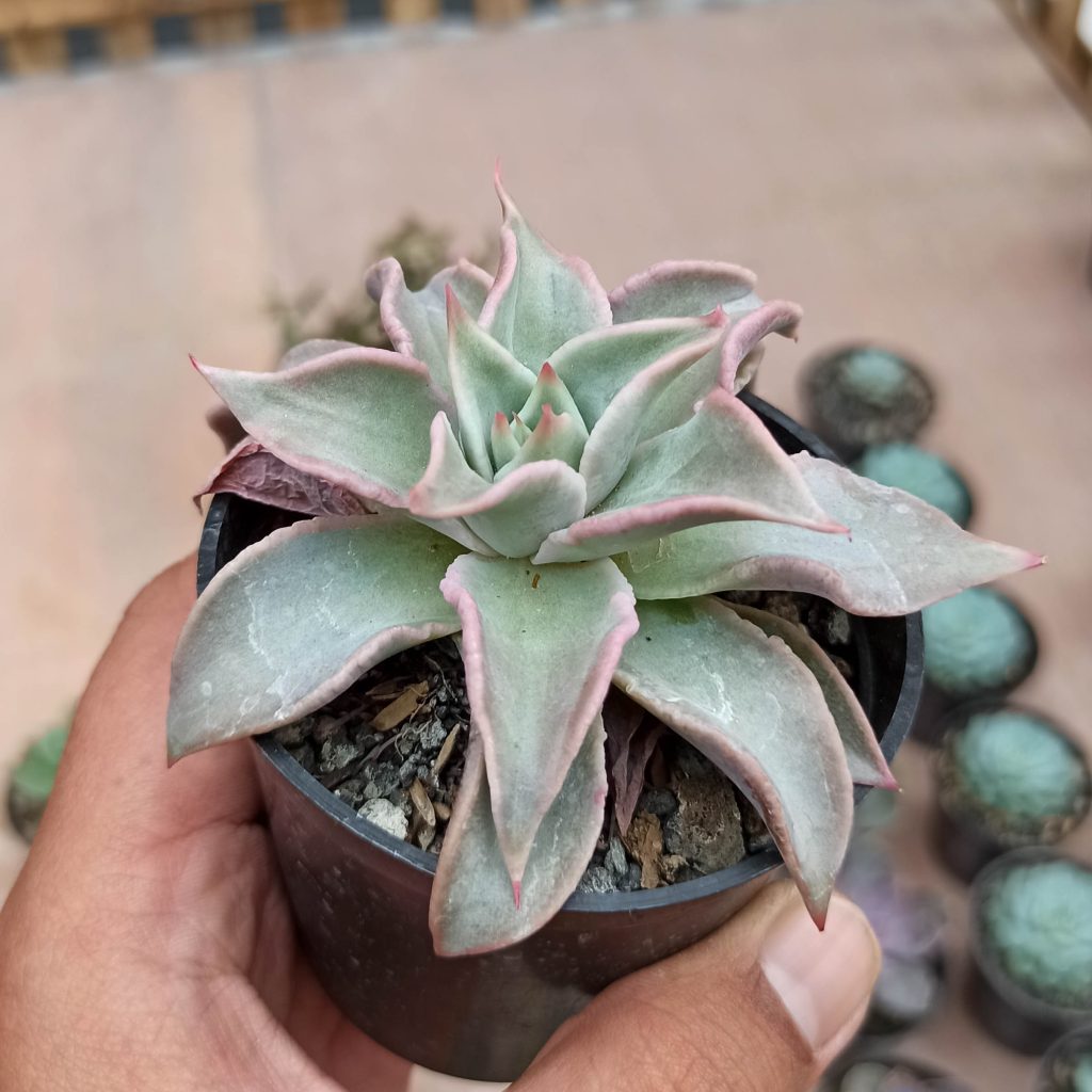 kaktus.id