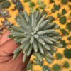 Senecio Mandraliscae, real feature image plant. Picture taken directly from kaktus.id community Senecio farmer green houses.
