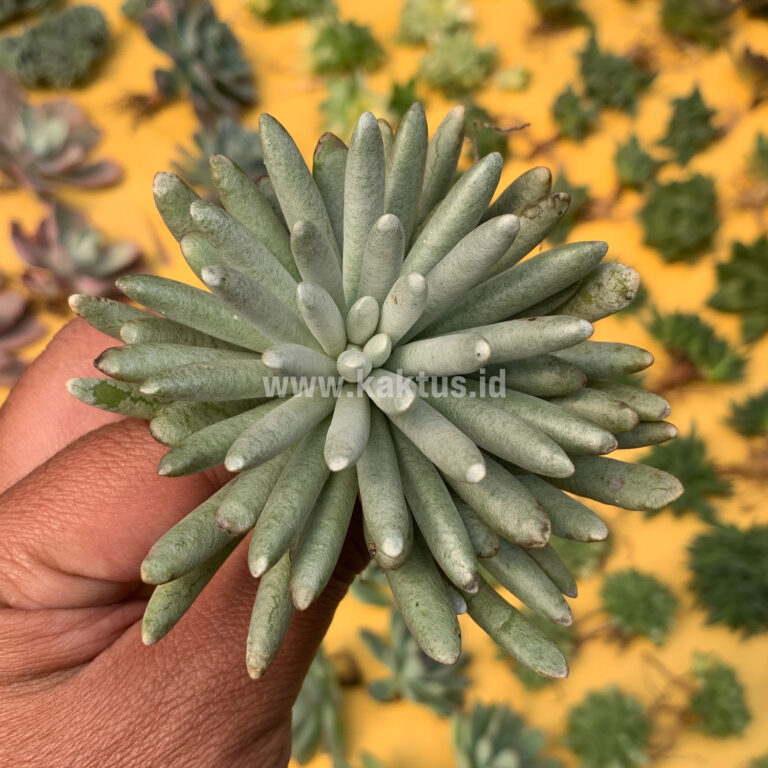 127. Senecio Mandraliscae