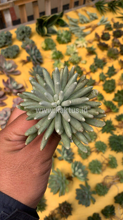 Senecio Mandraliscae, real gallery image #6 plants. Picture taken directly from kaktus.id community Senecio farmer green houses.