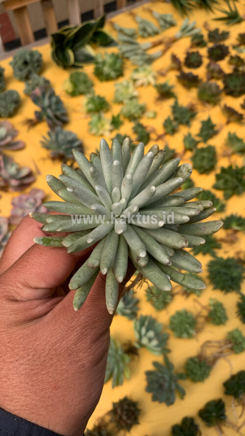 Senecio Mandraliscae, real gallery image #5 plants. Picture taken directly from kaktus.id community Senecio farmer green houses.