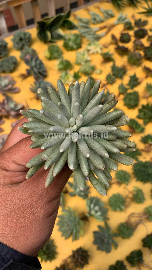 Senecio Mandraliscae, real gallery image #2 plants. Picture taken directly from kaktus.id community Senecio farmer green houses.