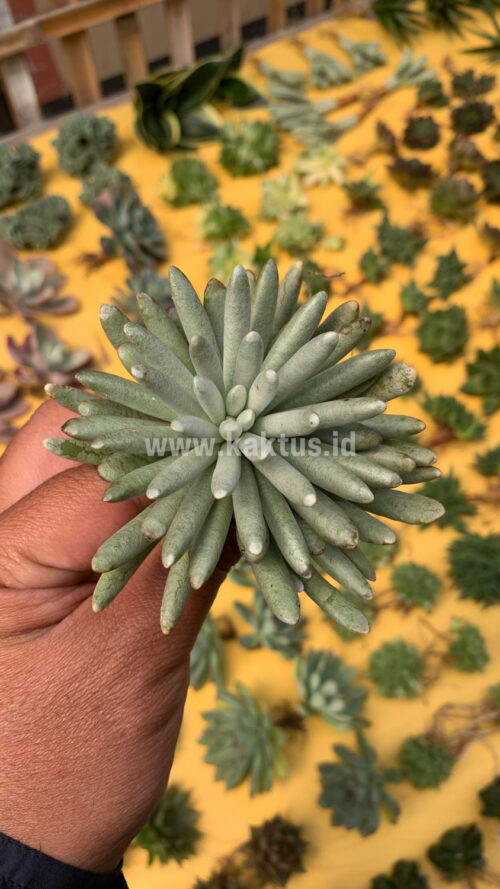 Senecio Mandraliscae, real gallery image #1 plants. Picture taken directly from kaktus.id community Senecio farmer green houses.