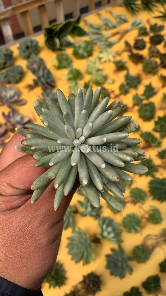 kaktus.id