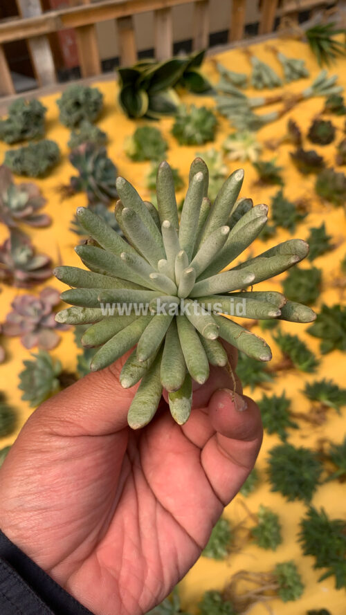 Senecio Mandraliscae, real gallery image #3 plants. Picture taken directly from kaktus.id community Senecio farmer green houses.