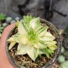 Haworthia Cymbiformis Variegated, real gallery image #4 plants. Picture taken directly from kaktus.id community Haworthia farmer green houses.
