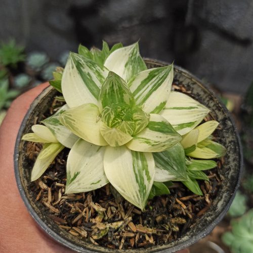Haworthia Cymbiformis Variegated, real gallery image #5 plants. Picture taken directly from kaktus.id community Haworthia farmer green houses.