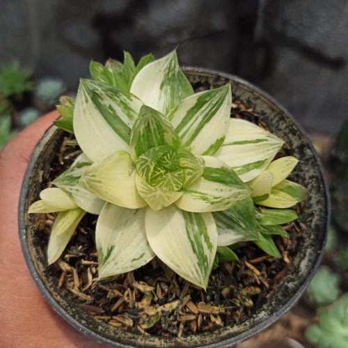Haworthia Cymbiformis Variegated, real gallery image #7 plants. Picture taken directly from kaktus.id community Haworthia farmer green houses.