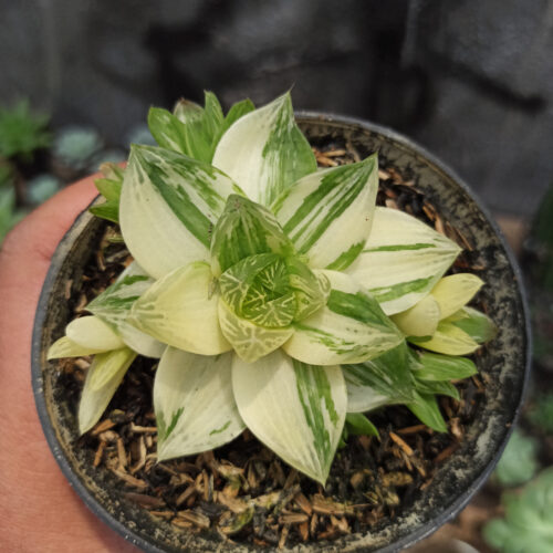 Haworthia Cymbiformis Variegated, real gallery image #6 plants. Picture taken directly from kaktus.id community Haworthia farmer green houses.