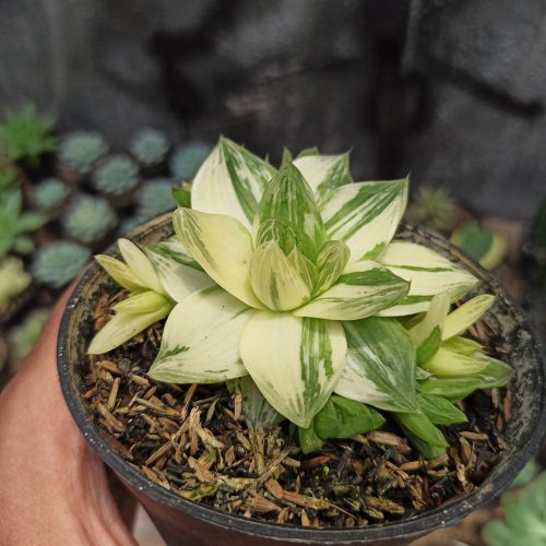 Haworthia Cymbiformis Variegated, real gallery image #3 plants. Picture taken directly from kaktus.id community Haworthia farmer green houses.
