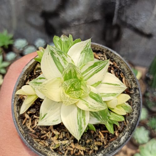 Haworthia Cymbiformis Variegated, real gallery image #4 plants. Picture taken directly from kaktus.id community Haworthia farmer green houses.