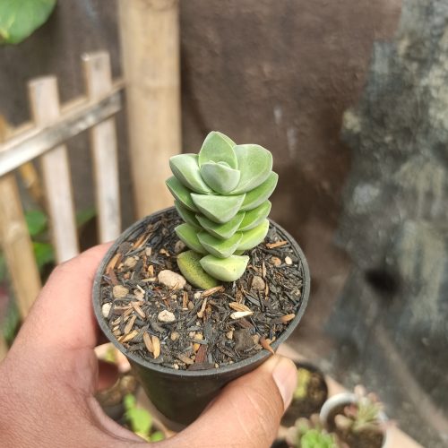 Crassula Moonglow, real gallery image #2 plants. Picture taken directly from kaktus.id community Crassula farmer green houses.