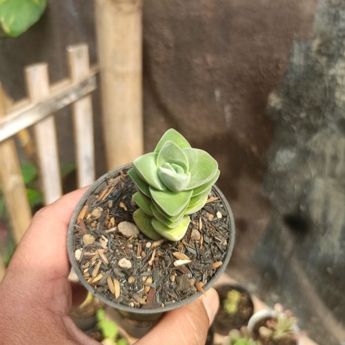 Crassula Moonglow, real gallery image #3 plants. Picture taken directly from kaktus.id community Crassula farmer green houses.