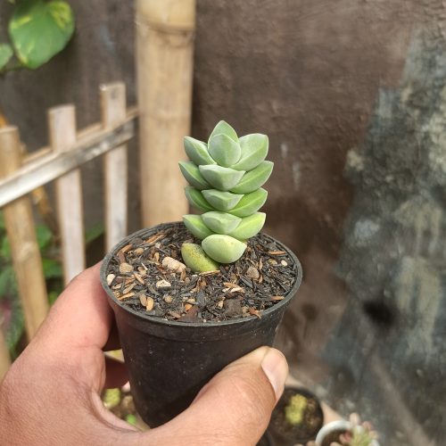 Crassula Moonglow, real gallery image #4 plants. Picture taken directly from kaktus.id community Crassula farmer green houses.