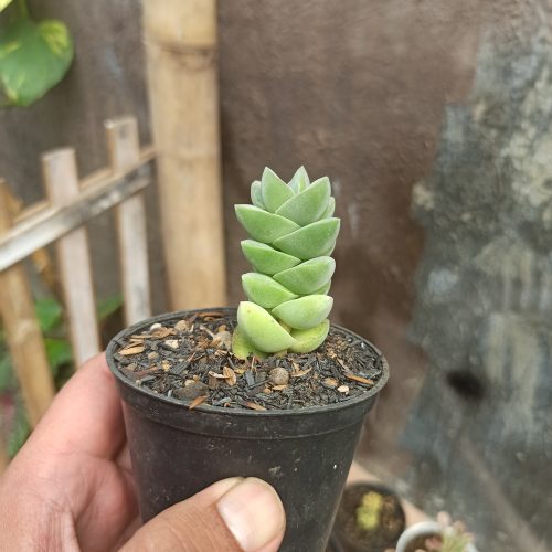 Crassula Moonglow, real gallery image #6 plants. Picture taken directly from kaktus.id community Crassula farmer green houses.