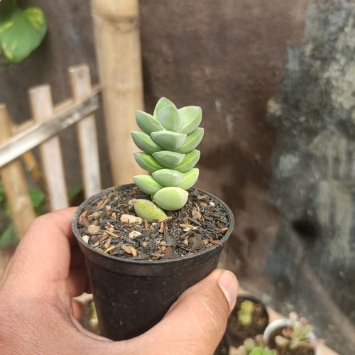 Crassula Moonglow, real gallery image #1 plants. Picture taken directly from kaktus.id community Crassula farmer green houses.