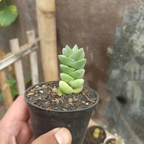 Crassula Moonglow, real gallery image #5 plants. Picture taken directly from kaktus.id community Crassula farmer green houses.