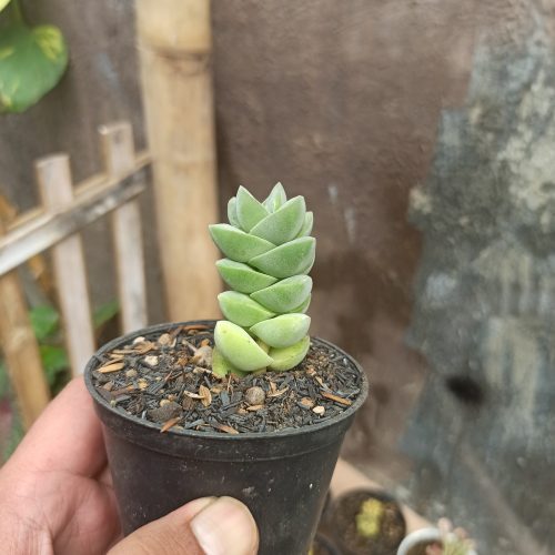 Crassula Moonglow, real gallery image #7 plants. Picture taken directly from kaktus.id community Crassula farmer green houses.