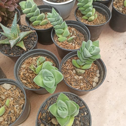 Crassula Moonglow, real gallery image #8 plants. Picture taken directly from kaktus.id community Crassula farmer green houses.