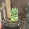 Crassula Moonglow, real gallery image #9 plants. Picture taken directly from kaktus.id community Crassula farmer green houses.